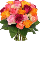 Bouquets de roses multicolores à partir de 22€ - Florajet