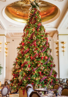 Plongez dans l'ambiance féerique de Noël avec la gamme complète de sapins naturels - Florajet